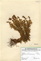 藏品(長柄千層塔)的圖片